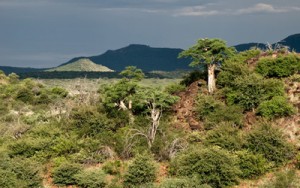 moringa-ovalifolia-hills (1)